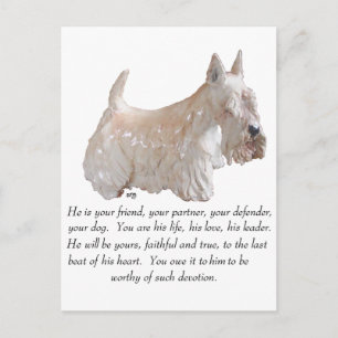 Carte Postale Terrier Ecossais Wheaten - Chien MÂLE