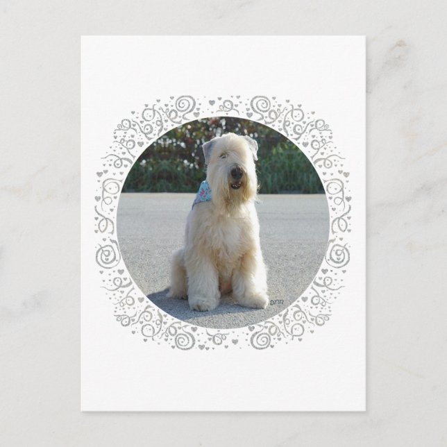 Carte Postale Terrier irlandais à poil doux (Devant)