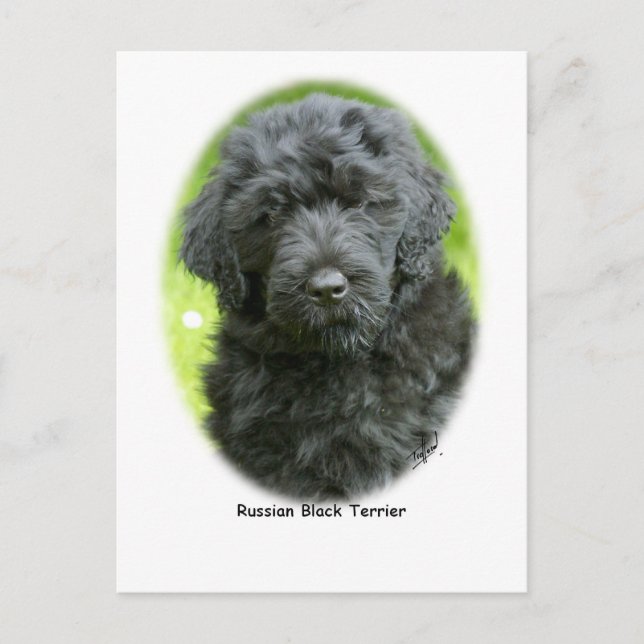 Carte Postale Terrier noir russe (Devant)