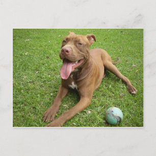 Carte Postale terrier pit bull américain avec jouet