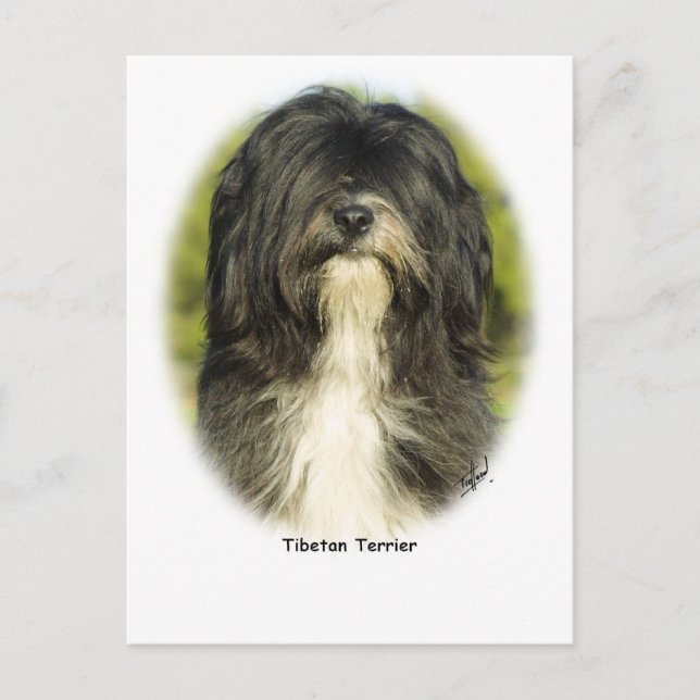 Carte Postale Terrier tibétain (Devant)