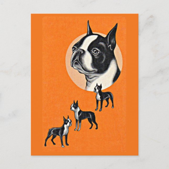 Carte Postale terriers de Boston (Devant)