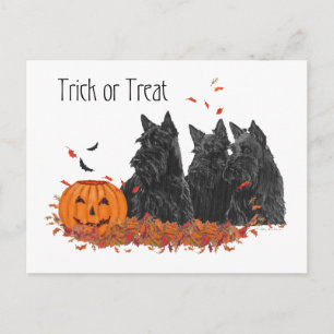 Carte Postale Terriers Écossais Halloween