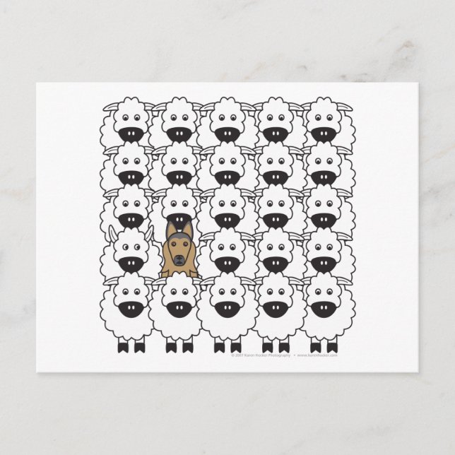 Carte Postale Tervuren belge dans le mouton (Devant)