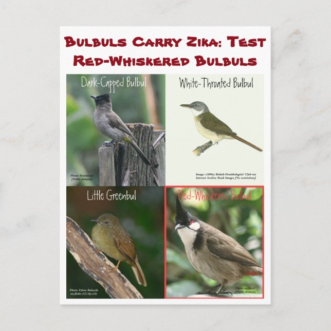 Carte Postale Tester des bulbuls à cache rouge par RoseWrites (Devant)