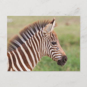 Carte Postale Tête de bébé zèbre, Tanzanie