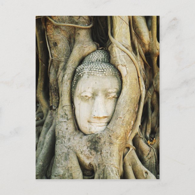 Carte Postale Tête de Bouddha dans le Fig Tree .. Ayutthaya, Tha (Devant)