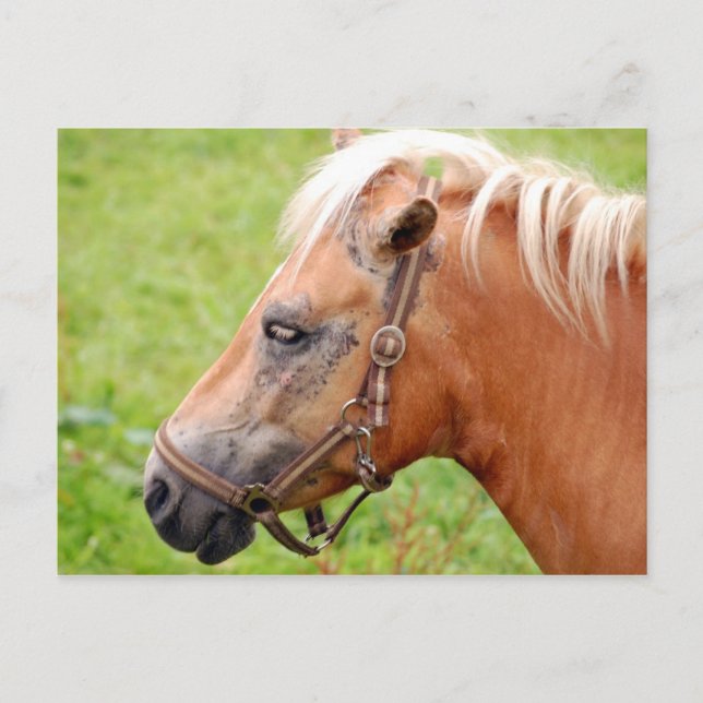 Carte Postale Tête de cheval 003 (Devant)
