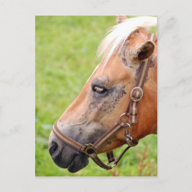 Carte Postale Tête de cheval 003 (Devant)
