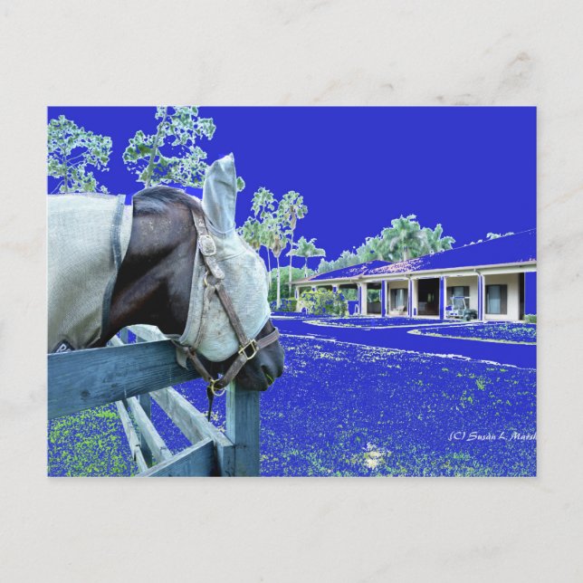 Carte Postale tête de cheval au-dessus de la clôture bleu (Devant)