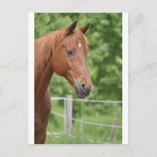 Carte Postale Tête de cheval brun