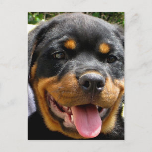 Carte Postale Tête de chiot Rottweiler Chien mignonne