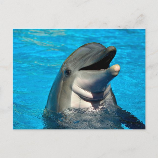 Carte Postale Tête de dauphin à bec (Devant)