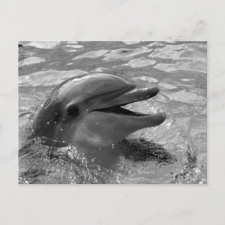 Carte Postale Tête de dauphin dans la bouche d'eau ouverte Noir
