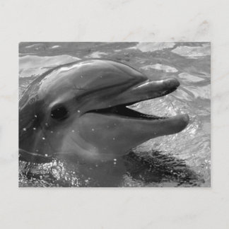 Carte Postale Tête de dauphin dans la bouche d'eau ouverte Noir