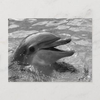 Carte Postale Tête de dauphin dans la bouche d'eau ouverte Noir