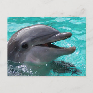Carte Postale Tête de dauphin en eau aquamarine