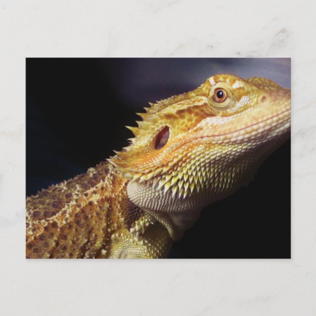 Carte Postale Tête de dragon à tête nue 2 (Devant)