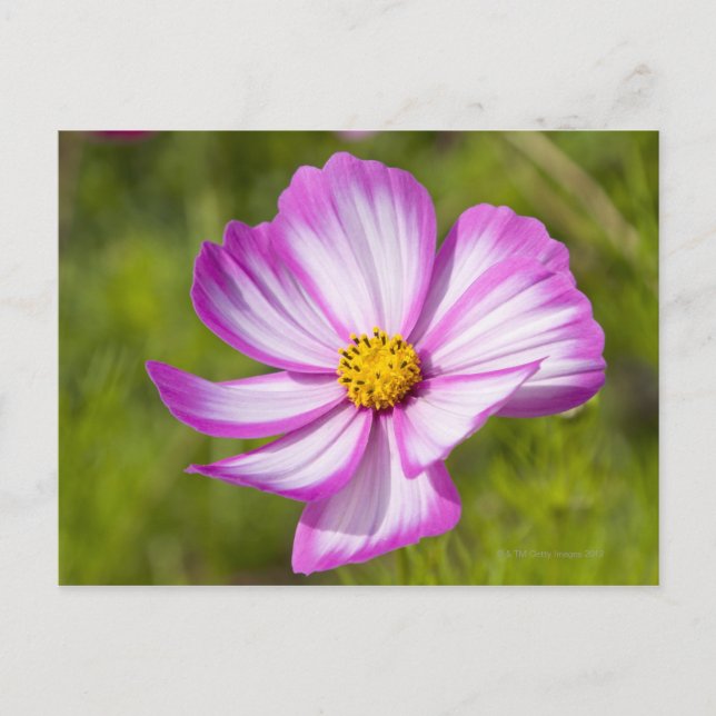 Carte Postale Tête de fleur Cosmos (Devant)