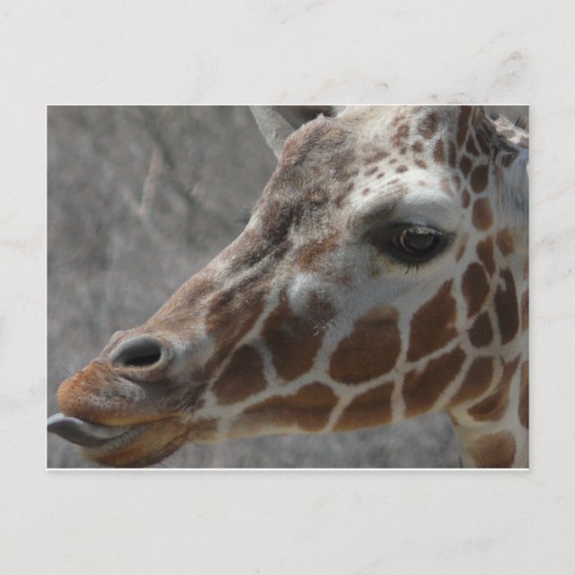 Carte Postale tête de girafe (Devant)