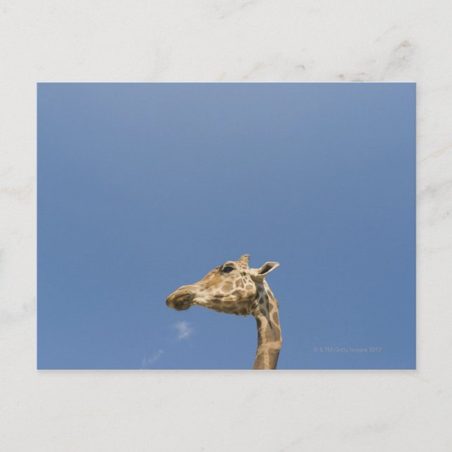 Carte Postale Tête de Giraffe (Devant)