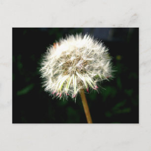 Carte Postale Tête de graine de pissenlit en macrophotographie