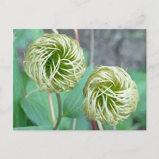 Carte Postale Tête de graines de Clematis (Devant)
