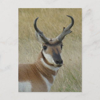 Carte Postale Tête de grand buck d'antilope à pronghorn A5