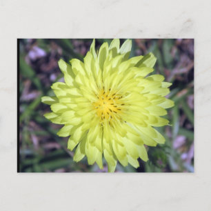 Carte postale Tête de lion Fleur Jaune