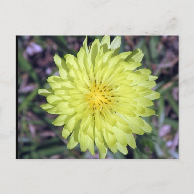 Carte postale Tête de lion Fleur Jaune (Devant)