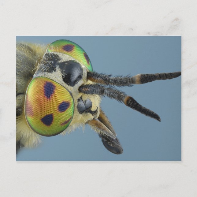 Carte Postale Tête de mouche de cerf (Devant)