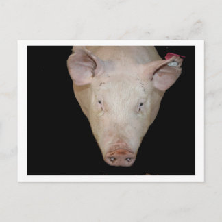Carte Postale Tête de porc rose contre arrière - plan noir