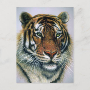 Carte Postale Tête de Tigre de Sibérie