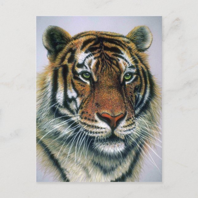 Carte Postale Tête de Tigre de Sibérie (Devant)
