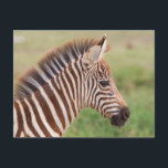 Carte Postale Tête de zèbre bébé, Tanzanie<br><div class="desc">Poulain nouveau-né,  un ou deux jours,  gros plan sur la tête,  arrière-plan vert défocalisé,  zone de conservation du Ngorongoro,  Tanzanie | Michael Runkel / DanitaDelimont.com</div>