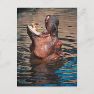 Carte Postale Tête d'hippo
