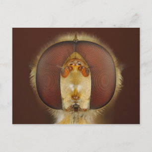 Carte Postale Tête et yeux composés d'une mouche