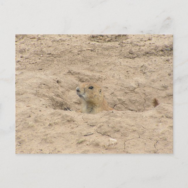 Carte Postale Tête Hors De Burrow (Devant)