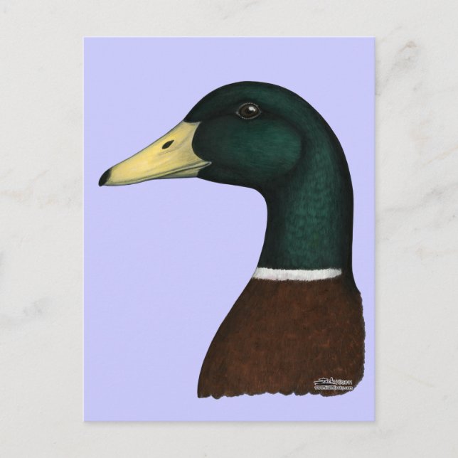 Carte Postale Tête Mallard Drake (Devant)