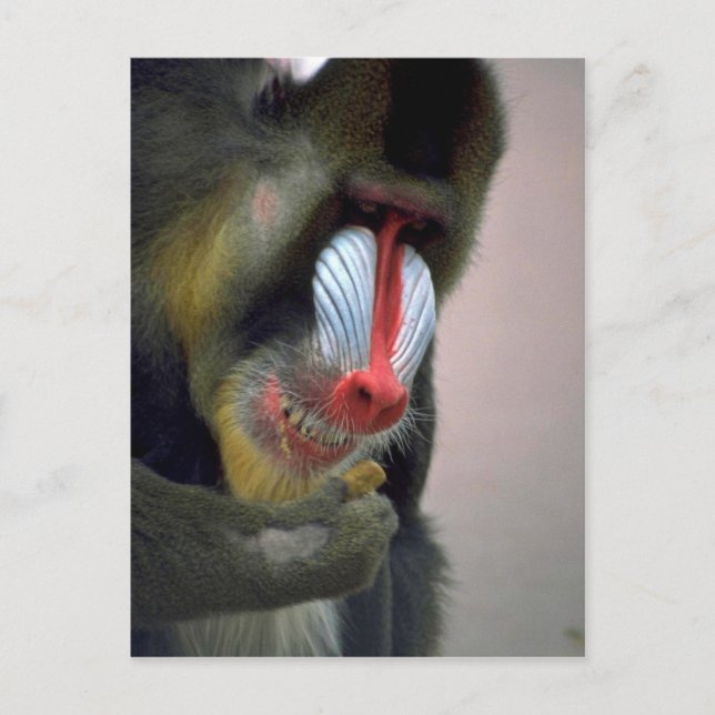 Carte Postale Tête Mandrill (Devant)