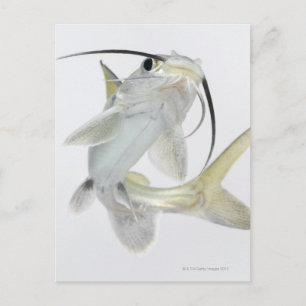 Carte Postale Tete poisson de mer (Hexanematichthys seemanni)