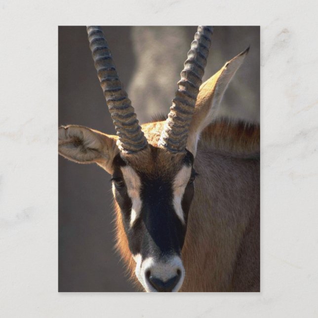 Carte Postale Tête Roan Antelope (Devant)