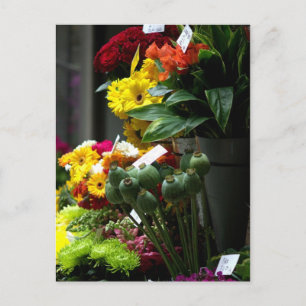 Carte Postale Têtes de coquelicot