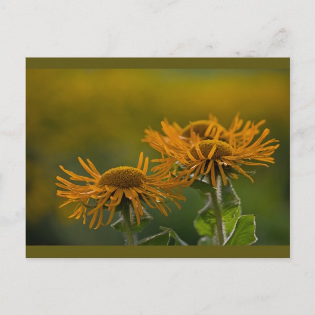 Carte Postale Têtes de fleurs orange Inula Orientalis CC0024 (Devant)