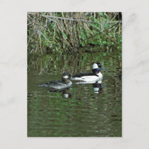 Carte Postale Têtes de lit - Canards de plongée