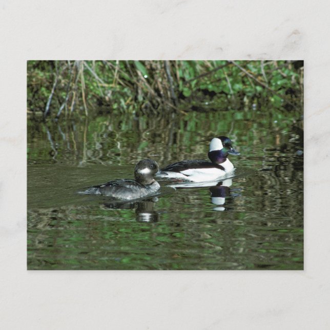 Carte Postale Têtes de lit - Canards de plongée (Devant)