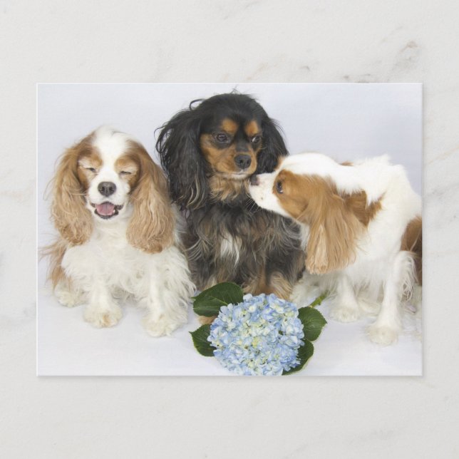 Carte Postale Têtes drôles Cavalier King Charles Spaniels (Devant)