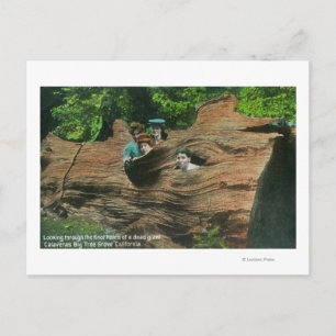 Carte Postale Têtes exposées dans les trous de noeud de séquoia 