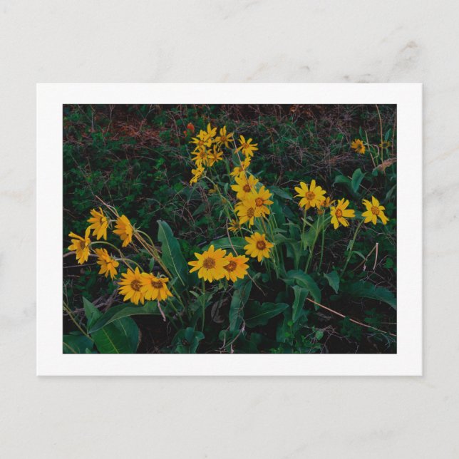 Carte Postale "Teton Balsamroot" (Devant)