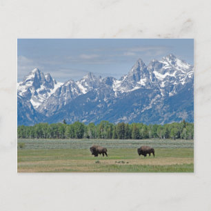 Carte postale Teton Buffalo